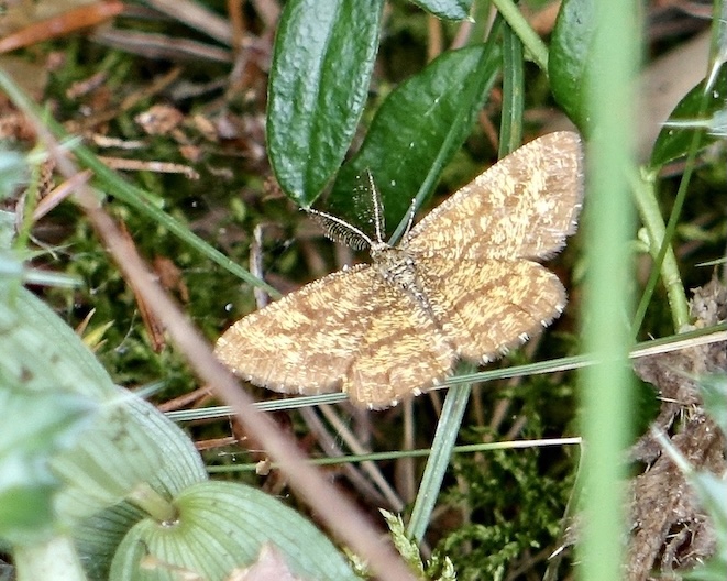 common heath